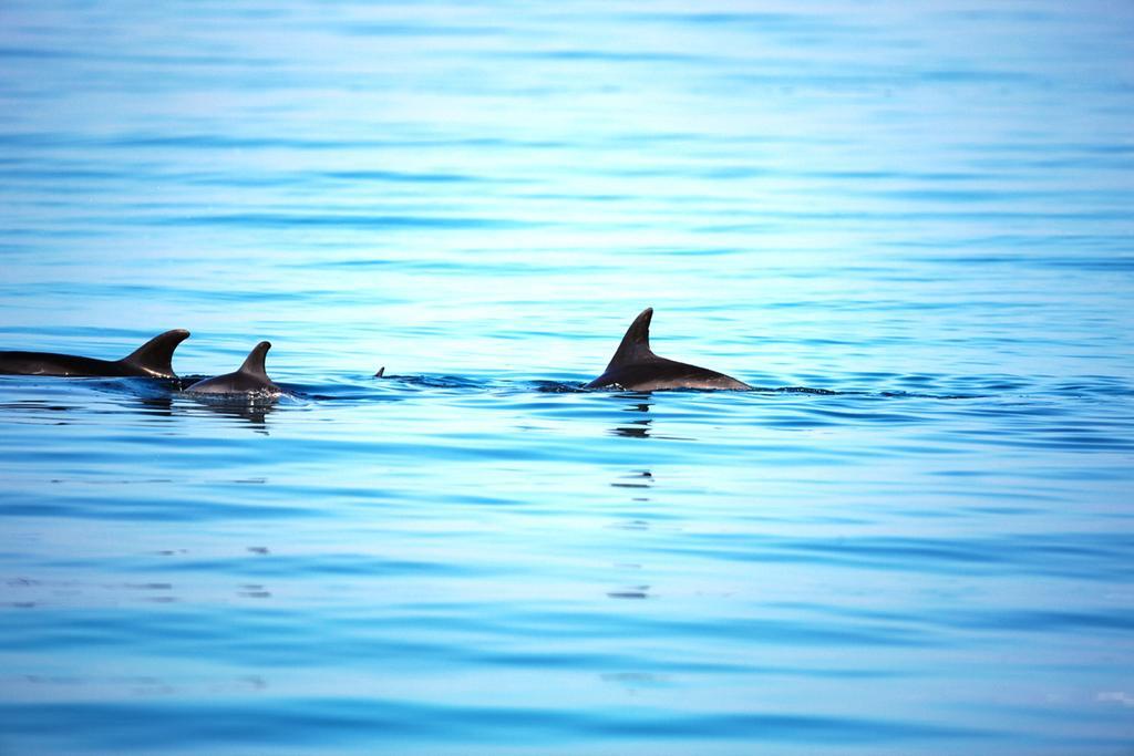 Moevenpick Resort El Sokhna Ain Soukhna Exteriér fotografie Spinner dolphins